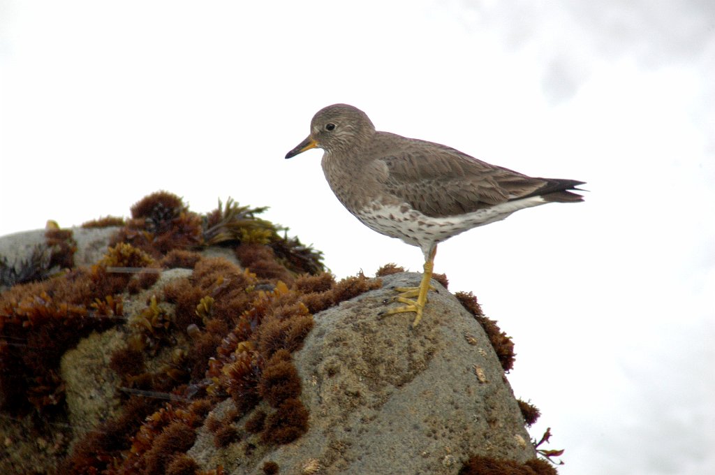 Surfbird, 2006-02178083 Half Moon Bay, CA.JPG - Surfbird, Half Moon Bay, CA, 2-2006